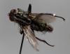 Sarcophaga vagans